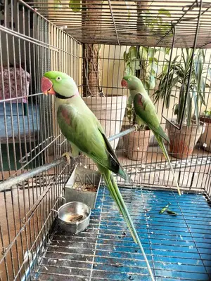 Photo - Raw Breeder Pair - Adult Flying Parrots with Excellent Tail Length