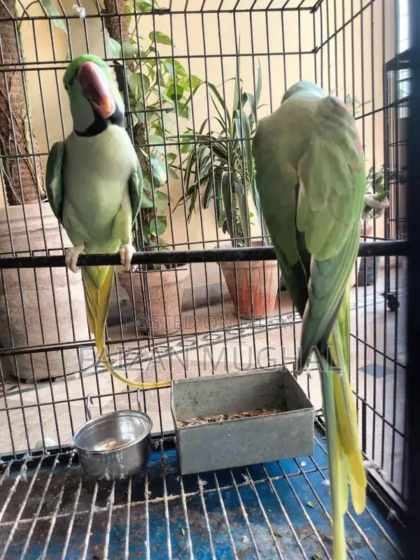 Raw Breeder Pair - Adult Flying Parrots with Excellent Tail Length