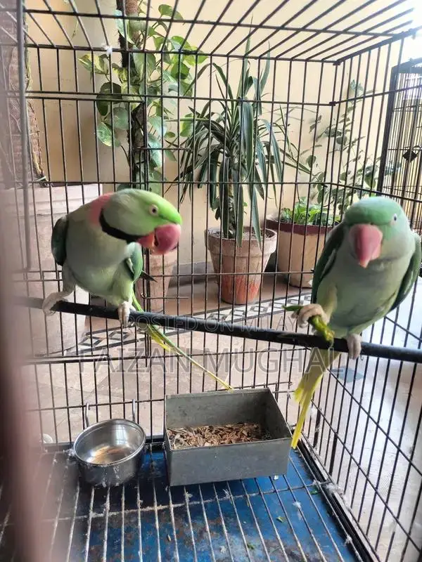 Raw Breeder Pair - Adult Flying Parrots with Excellent Tail Length