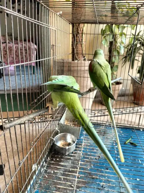 Raw Breeder Pair - Adult Flying Parrots with Excellent Tail Length