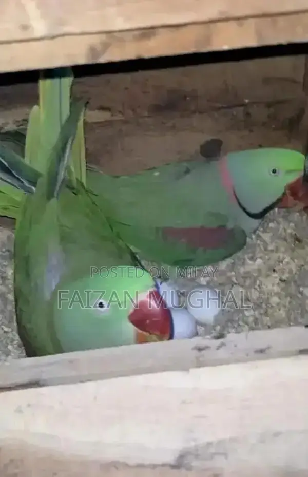 Raw Breeder Pair - Adult Flying Parrots with Excellent Tail Length