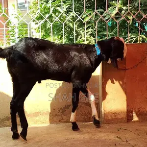 Traditional Goat Breeding Pair - Male and Female Bakra Bakri Set