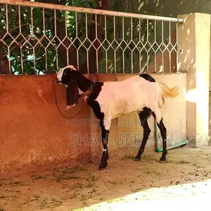 Traditional Goat Breeding Pair - Male and Female Bakra Bakri Set