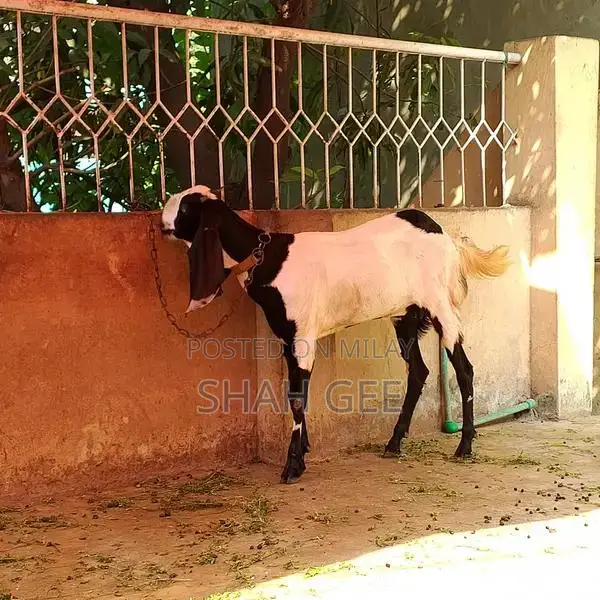 Traditional Goat Breeding Pair - Male and Female Bakra Bakri Set