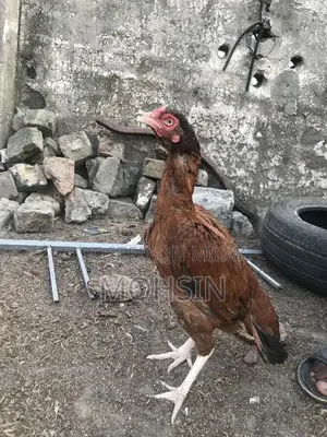 Photo - Premium Quality Aseel Hen for Breeding - Strong and Healthy Poultry St