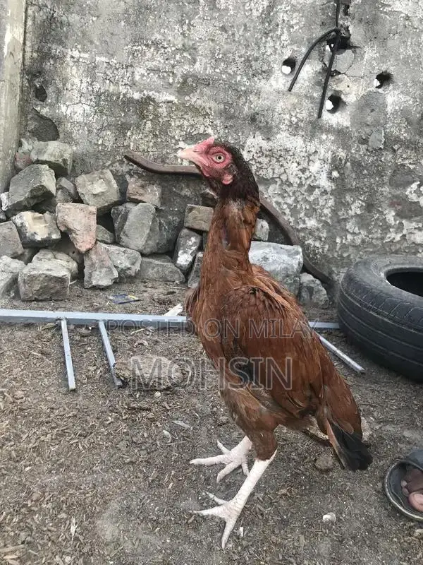 Premium Quality Aseel Hen for Breeding - Strong and Healthy Poultry St