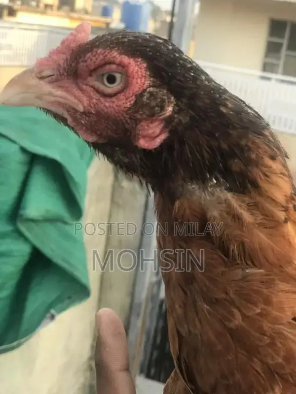 Premium Quality Aseel Hen for Breeding - Strong and Healthy Poultry St