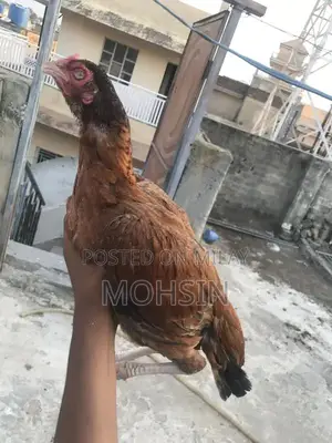 Premium Quality Aseel Hen for Breeding - Strong and Healthy Poultry St