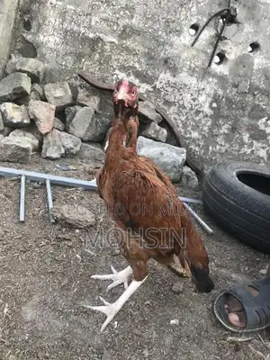 Premium Quality Aseel Hen for Breeding - Strong and Healthy Poultry St