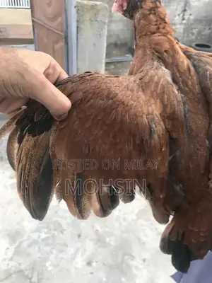 Premium Quality Aseel Hen for Breeding - Strong and Healthy Poultry St