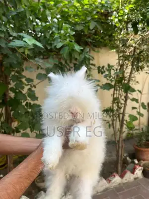 Purebred English Angora Rabbits - Breeding Pair