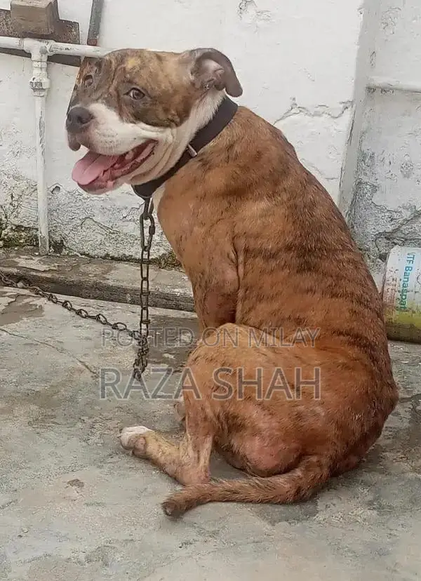 Female Pitbull Breeder Dog for Breeding