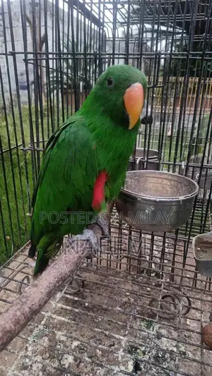 Photo - Rare Eclectus Parrot Male for Sale