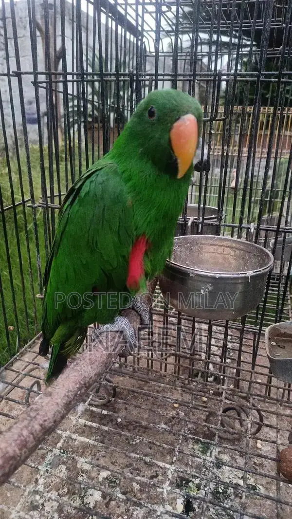 Rare Eclectus Parrot Male for Sale