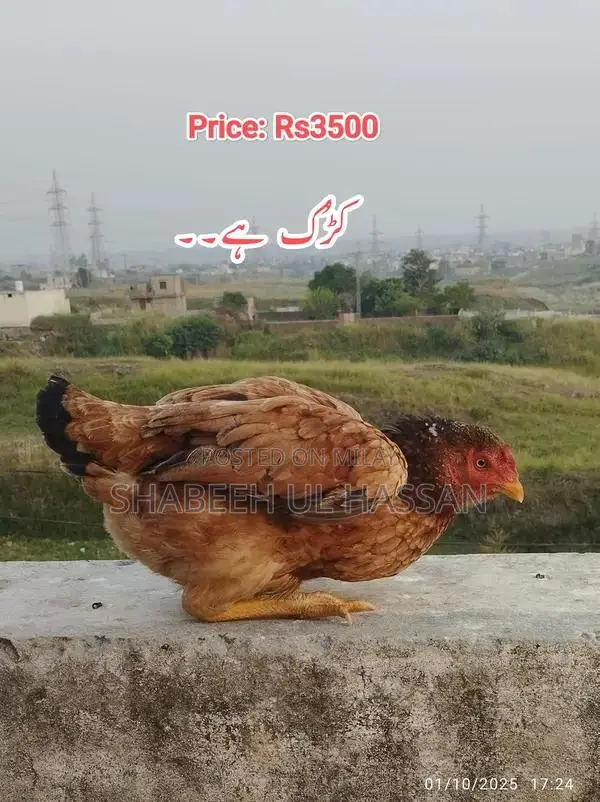 Pure Aseel Hens: Healthy Egg Layers and Broody Hen Trio