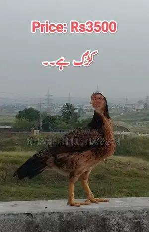 Pure Aseel Hens: Healthy Egg Layers and Broody Hen Trio