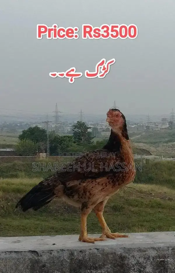 Pure Aseel Hens: Healthy Egg Layers and Broody Hen Trio