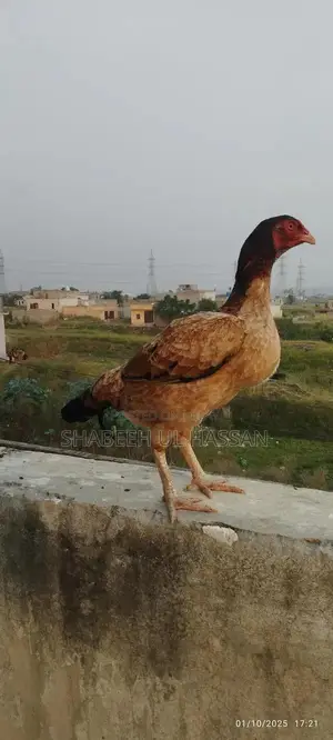 Pure Aseel Hens: Healthy Egg Layers and Broody Hen Trio