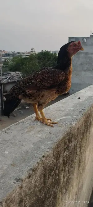 Pure Aseel Hens: Healthy Egg Layers and Broody Hen Trio