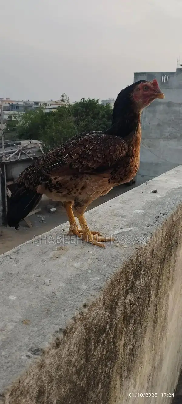 Pure Aseel Hens: Healthy Egg Layers and Broody Hen Trio