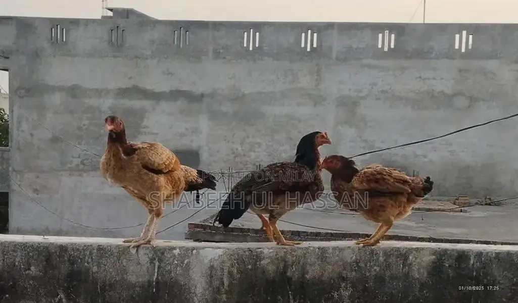 Pure Aseel Hens: Healthy Egg Layers and Broody Hen Trio