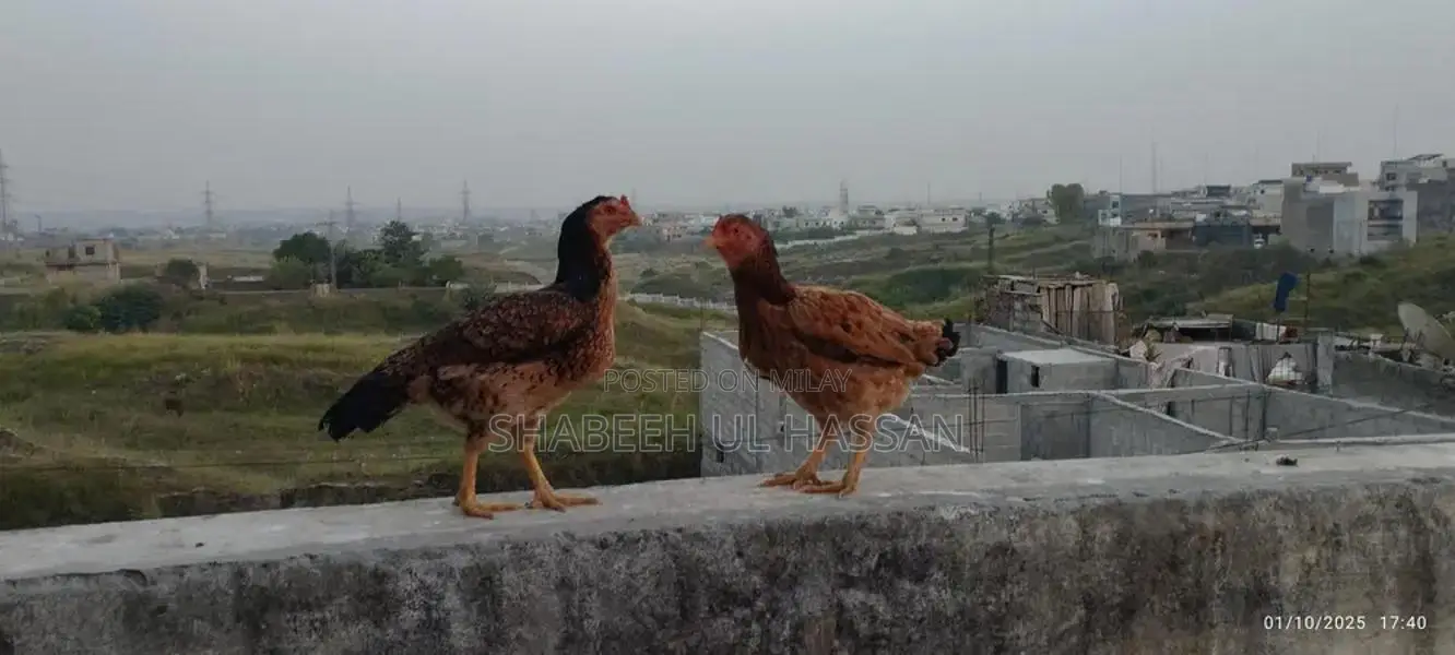 Pure Aseel Hens: Healthy Egg Layers and Broody Hen Trio