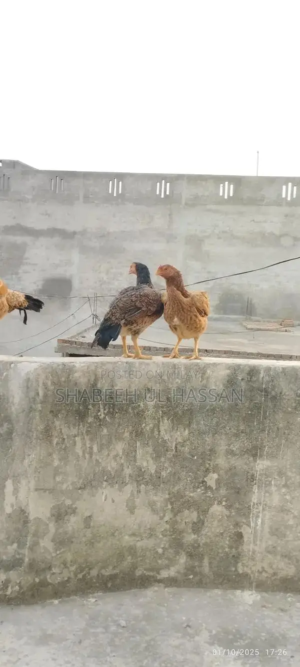 Pure Aseel Hens: Healthy Egg Layers and Broody Hen Trio