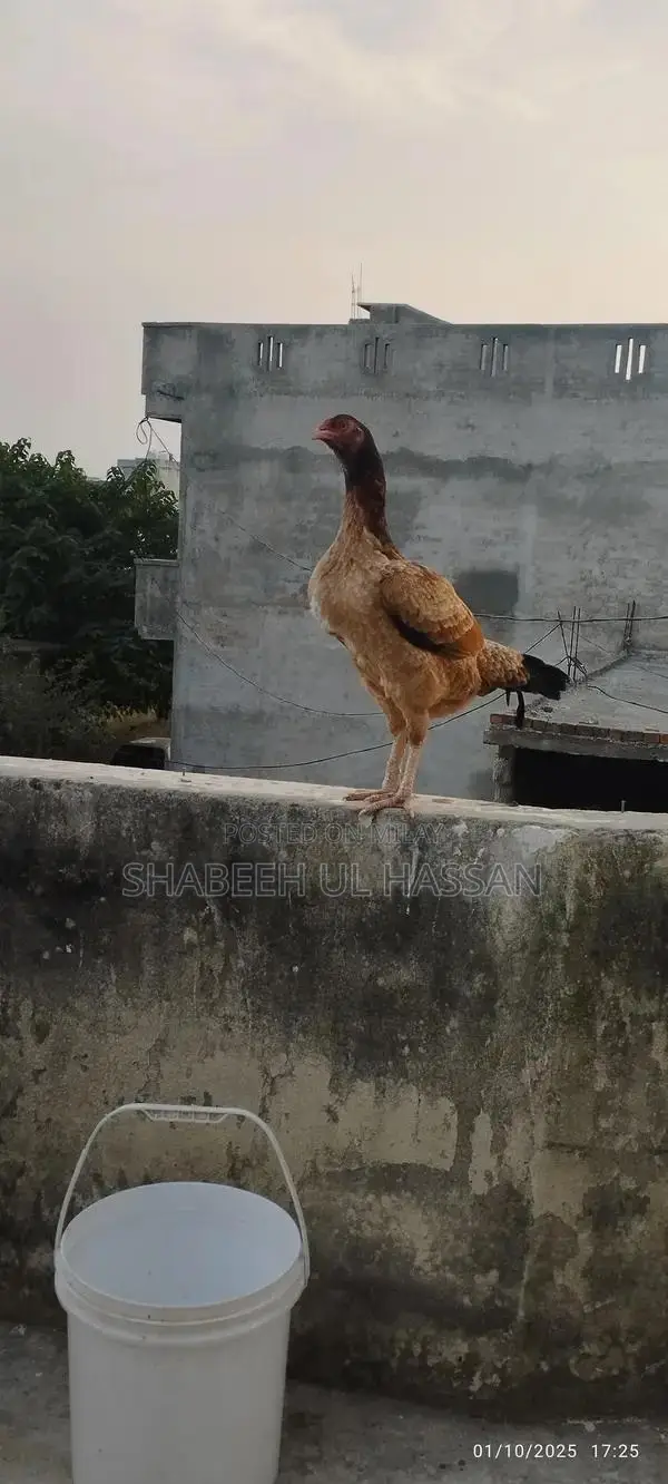Pure Aseel Hens: Healthy Egg Layers and Broody Hen Trio