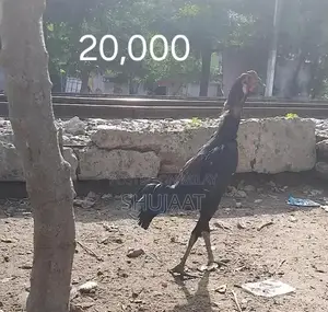 Dragon + Barmi Pakoye Decorative Figurine Pair - Collectible Home Deco