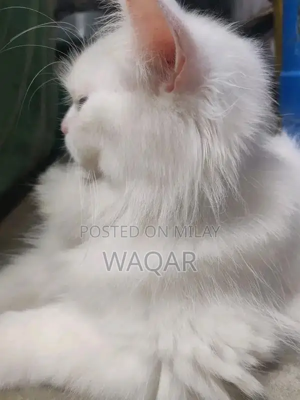 Pure Persian Cats - Male and Female Pair