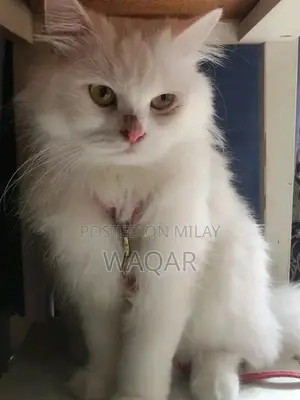 Pure Persian Cats - Male and Female Pair