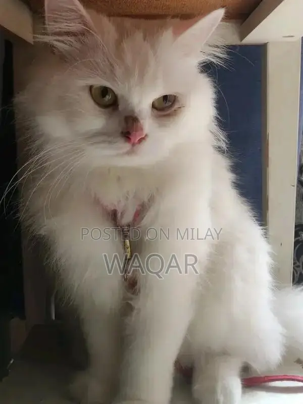 Pure Persian Cats - Male and Female Pair