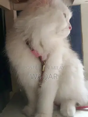 Pure Persian Cats - Male and Female Pair