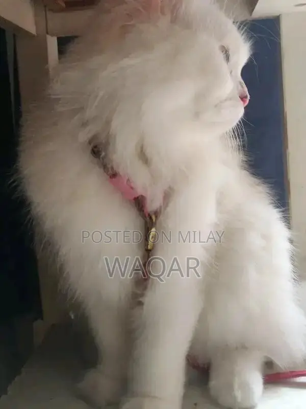 Pure Persian Cats - Male and Female Pair