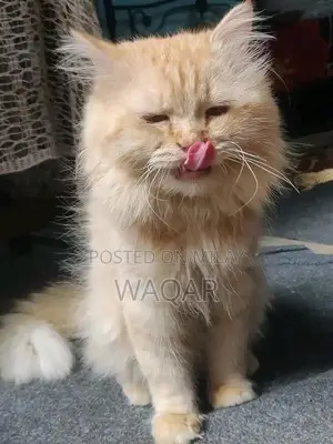 Pure Persian Cats - Male and Female Pair