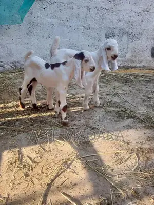 Photo - 2 male kids bakry