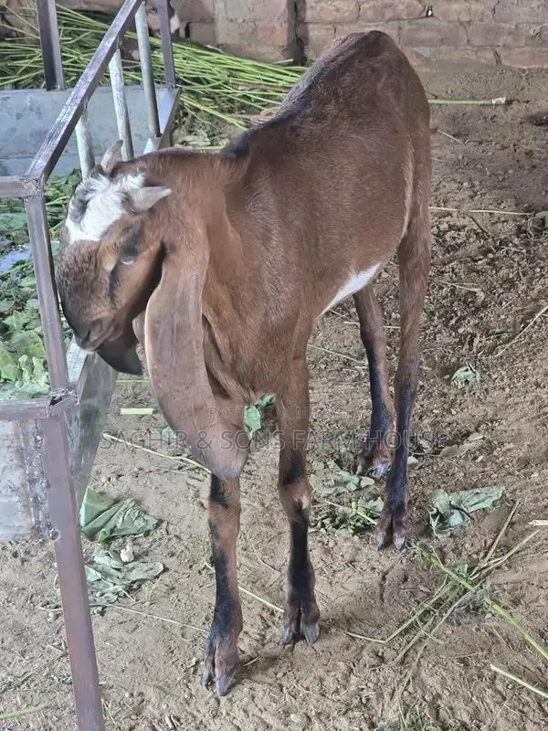 Purebred Goats for Sale - Mixed Ages and Breeds