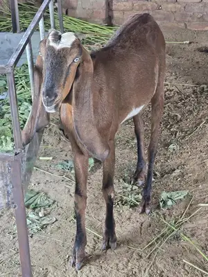 Purebred Goats for Sale - Mixed Ages and Breeds