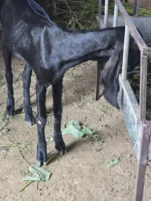 Purebred Goats for Sale - Mixed Ages and Breeds