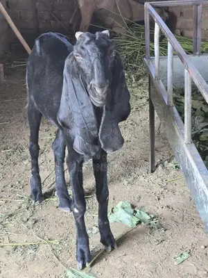 Purebred Goats for Sale - Mixed Ages and Breeds