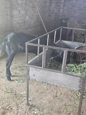 Purebred Goats for Sale - Mixed Ages and Breeds