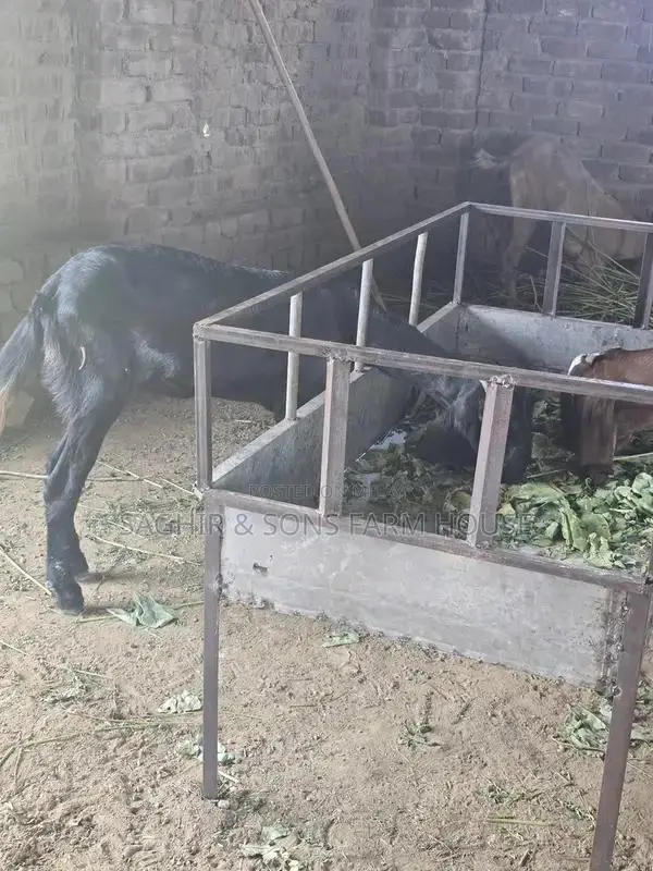 Purebred Goats for Sale - Mixed Ages and Breeds