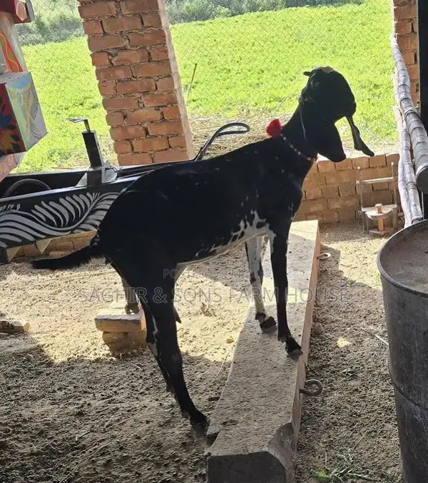 Purebred Goats for Sale - Mixed Ages and Breeds