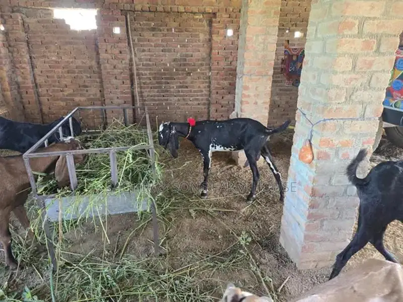 Purebred Goats for Sale - Mixed Ages and Breeds