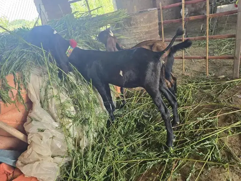 Purebred Goats for Sale - Mixed Ages and Breeds
