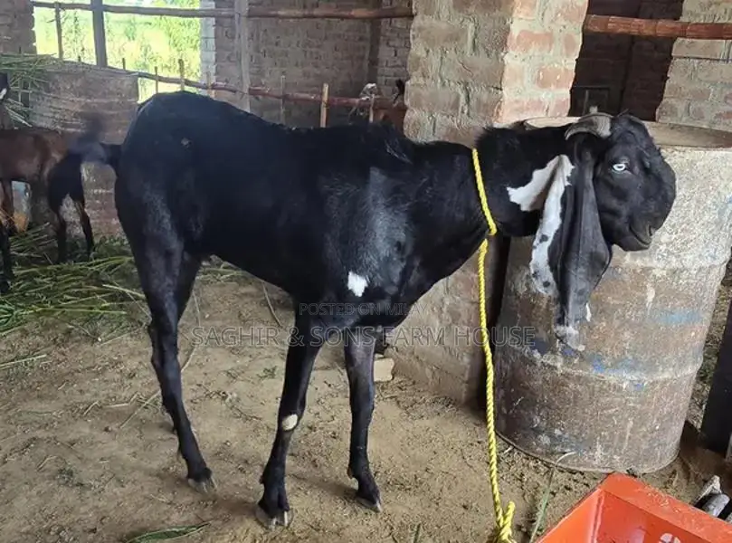 Purebred Goats for Sale - Mixed Ages and Breeds