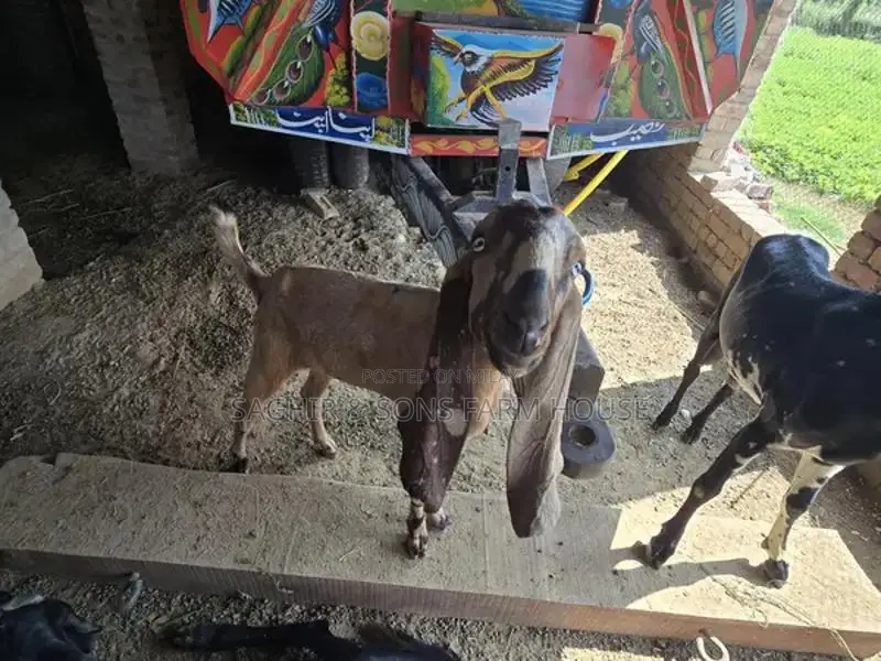 Purebred Goats for Sale - Mixed Ages and Breeds