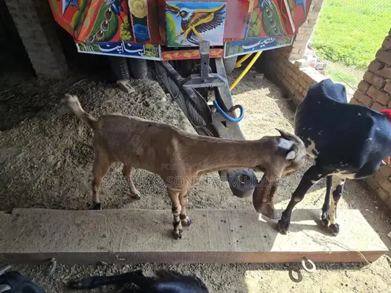 Purebred Goats for Sale - Mixed Ages and Breeds