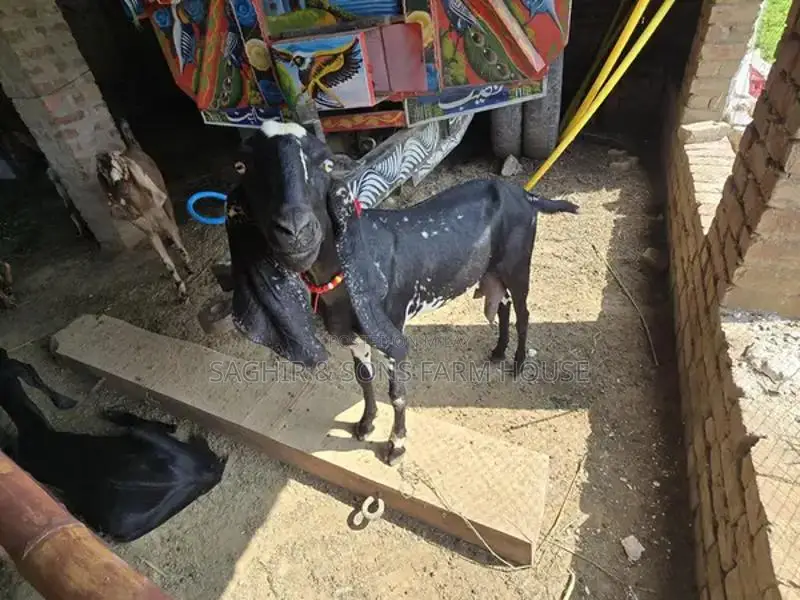 Purebred Goats for Sale - Mixed Ages and Breeds