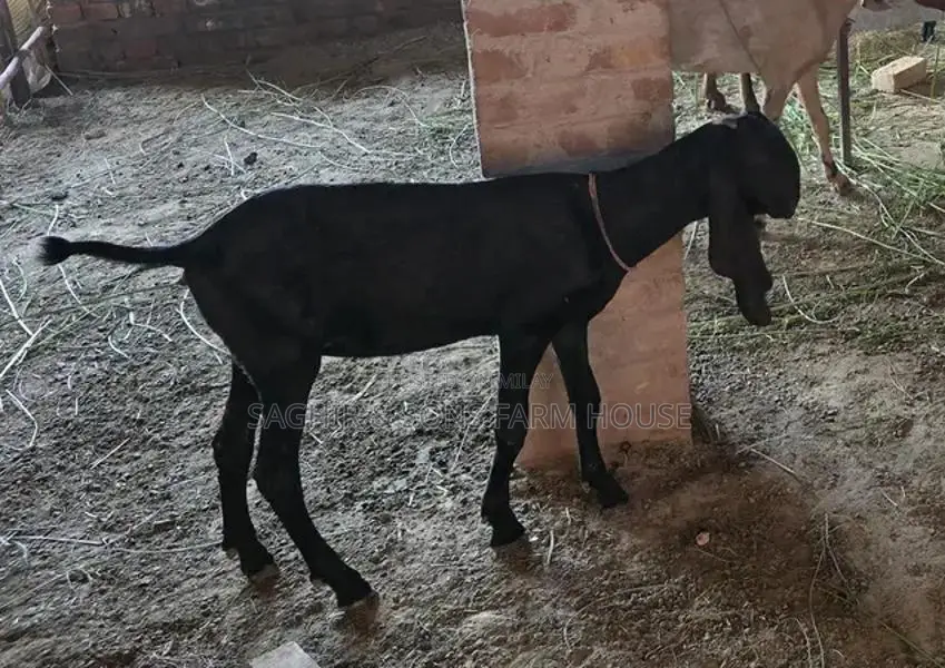 Purebred Goats for Sale - Mixed Ages and Breeds